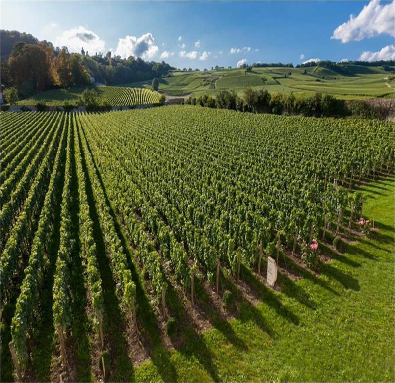 Le Clos Des Belvals Blancs-Coteaux Bagian luar foto